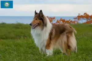 Read more about the article Collie breeders and puppies in South Dakota