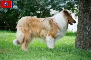 Read more about the article Collie breeders and puppies in Tennessee