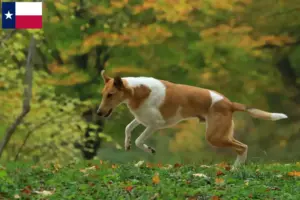 Read more about the article Collie breeders and puppies in Texas