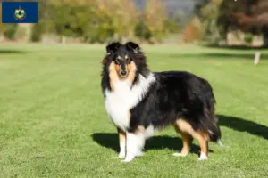 Read more about the article Collie breeders and puppies in Vermont