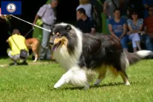 Read more about the article Collie breeders and puppies in Virginia