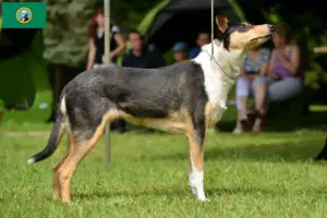 Read more about the article Collie breeders and puppies in Washington