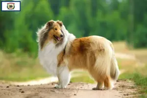 Read more about the article Collie breeders and puppies in West Virginia