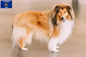Read more about the article Collie breeders and puppies in Wisconsin