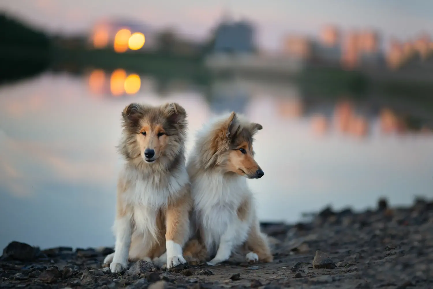 Buying a Collie puppy means taking responsibility! Buy Collie puppies.