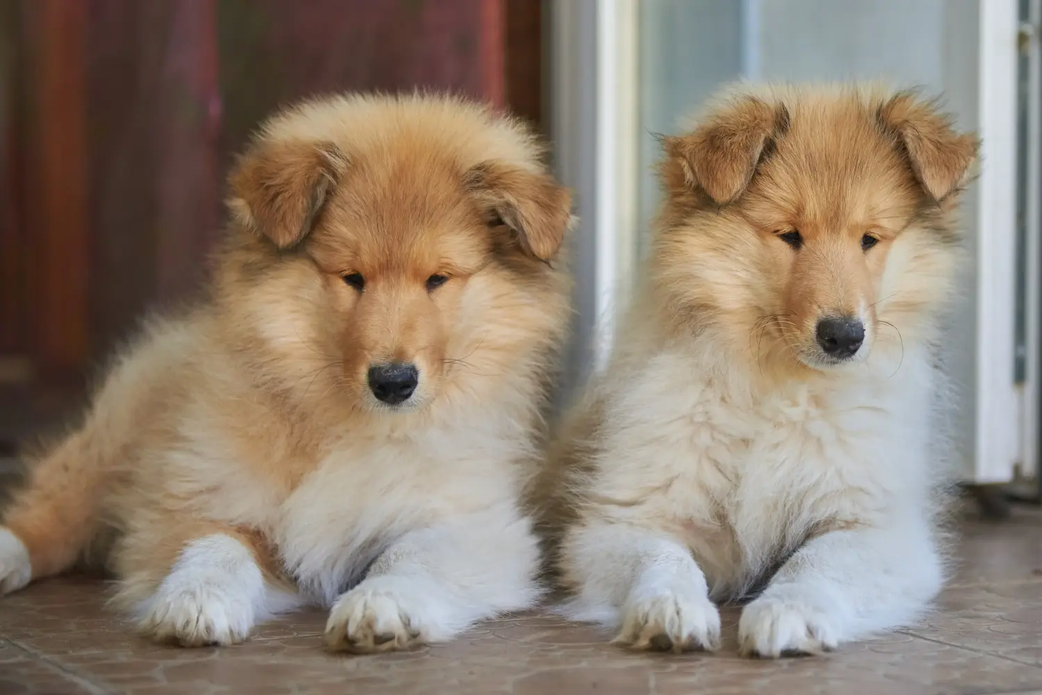Buying a Collie puppy means taking responsibility! Buy Collie puppies.
