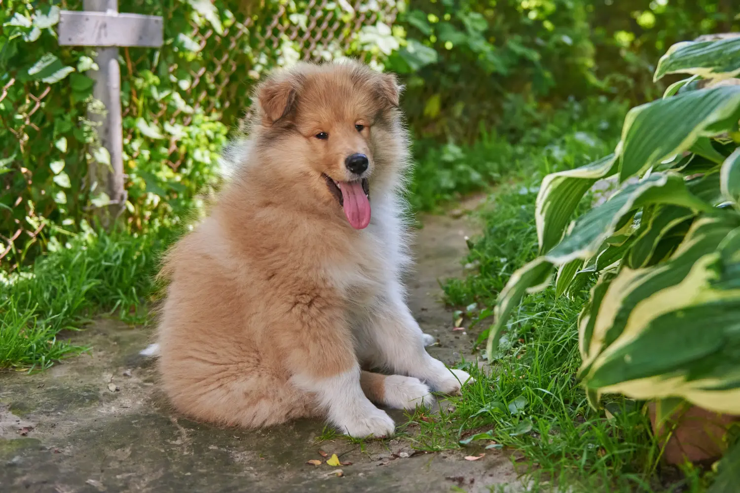Buying a Collie puppy means taking responsibility! Buy Collie puppies.