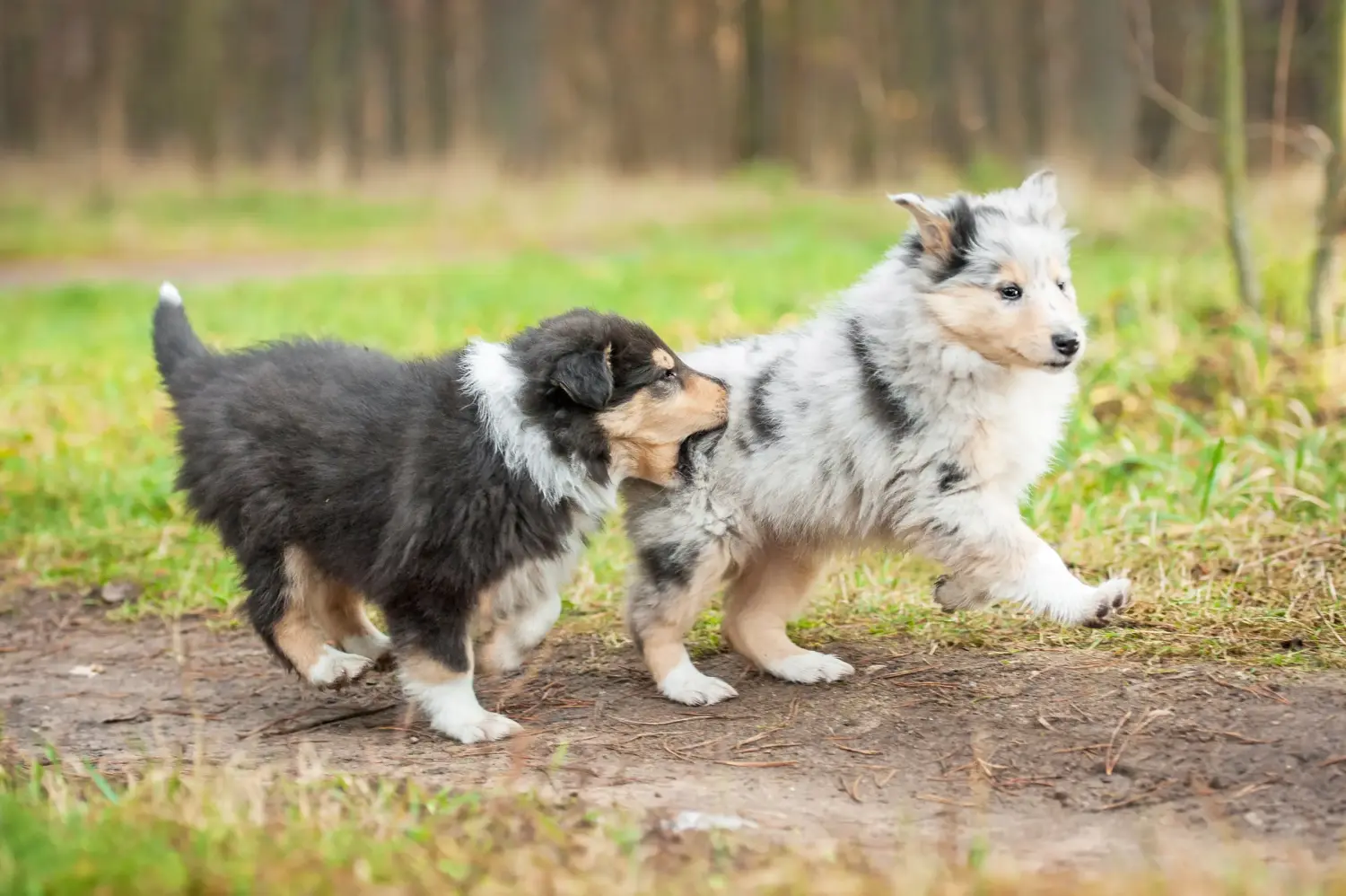 Buying a Collie puppy means taking responsibility! Buy Collie puppies.