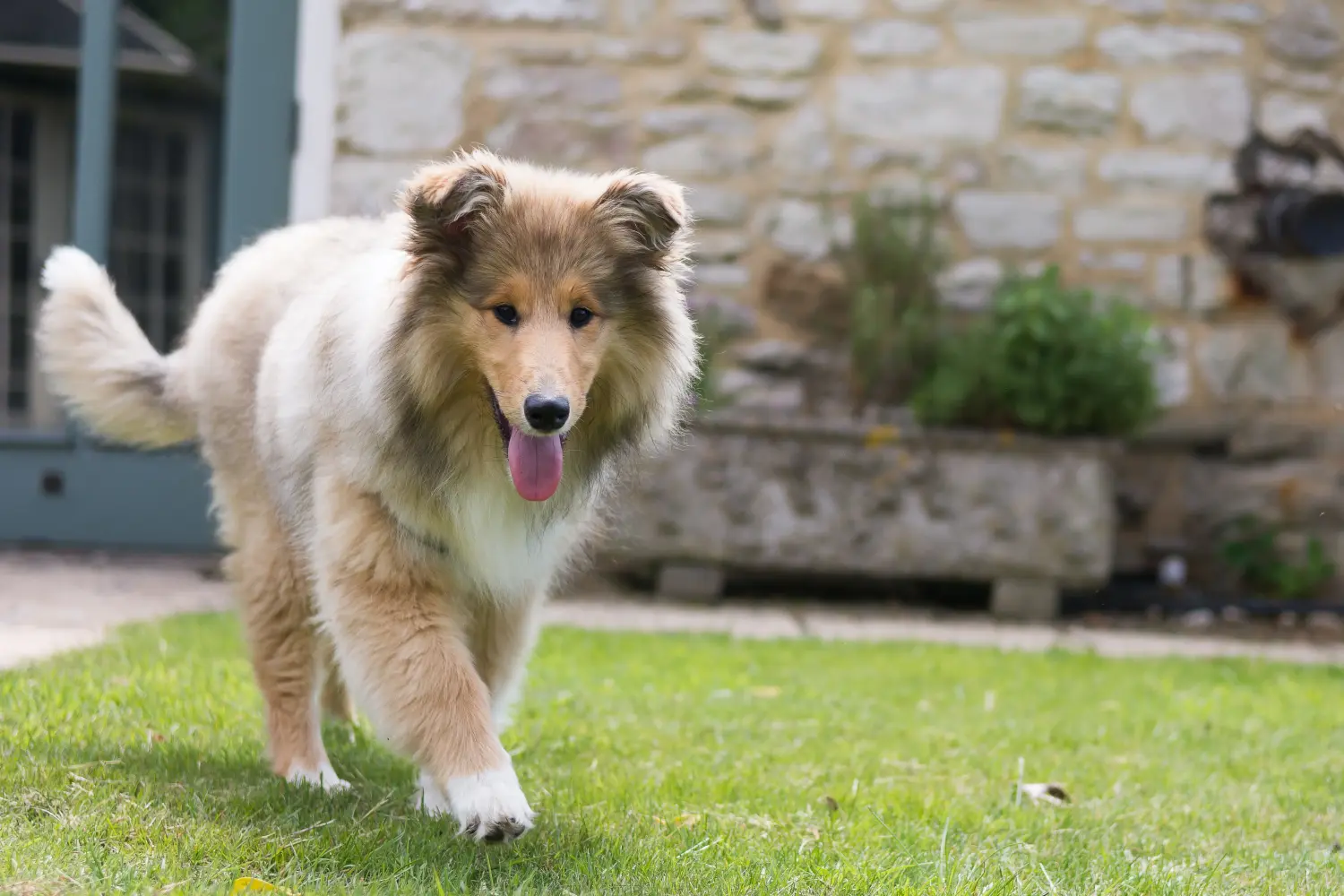 Buying a Collie puppy means taking responsibility! Buy Collie puppies.