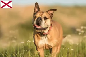 Read more about the article Continental Bulldog breeders and puppies in Alabama