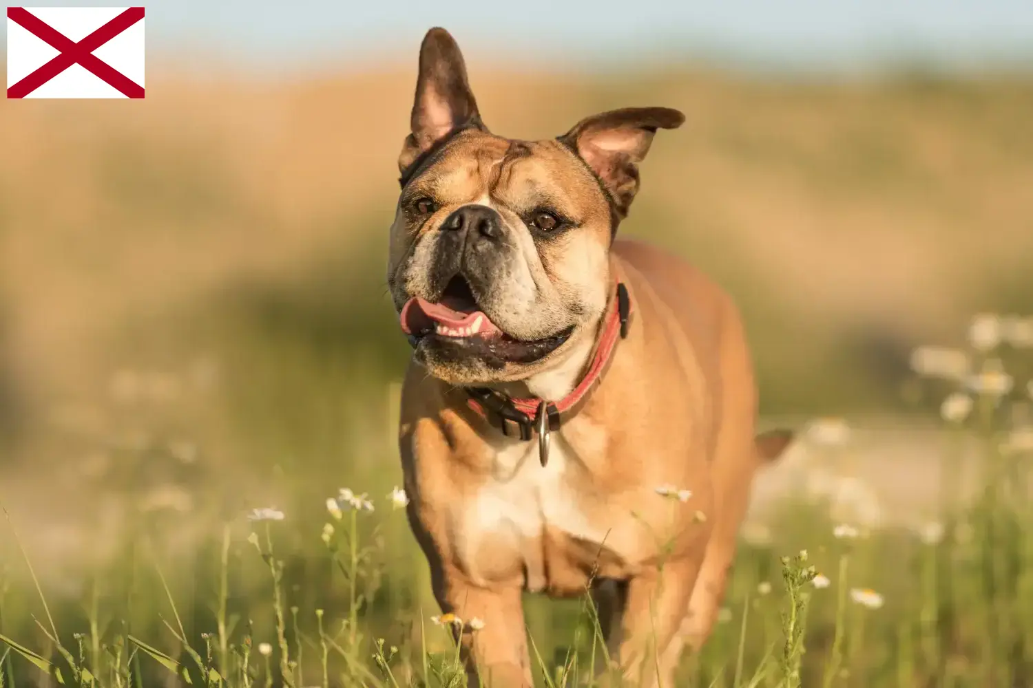 Read more about the article Continental Bulldog breeders and puppies in Alabama