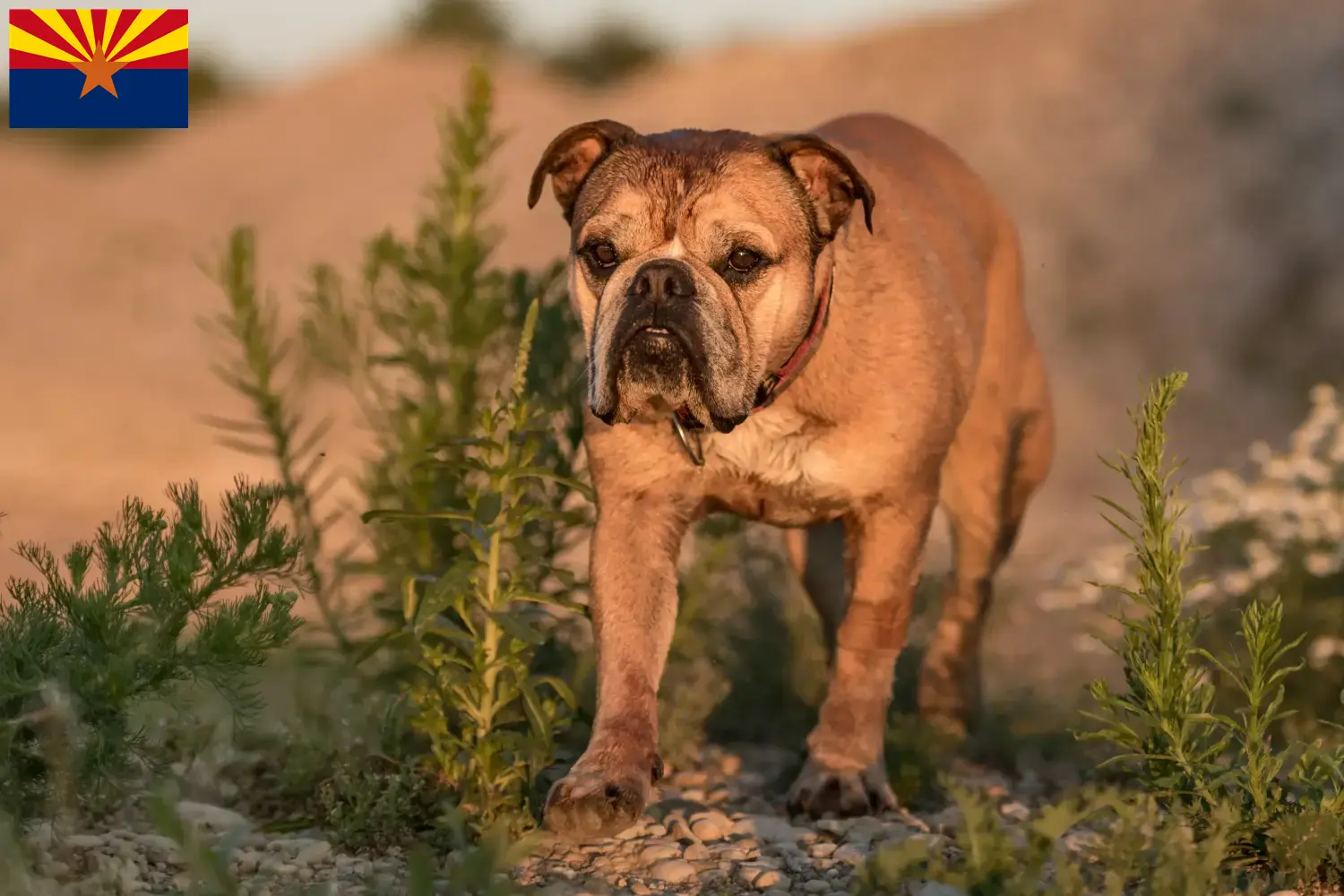 Read more about the article Continental Bulldog breeders and puppies in Arizona