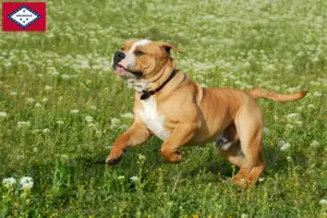 Read more about the article Continental Bulldog breeders and puppies in Arkansas
