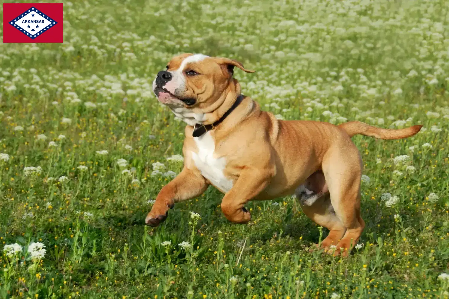 Read more about the article Continental Bulldog breeders and puppies in Arkansas