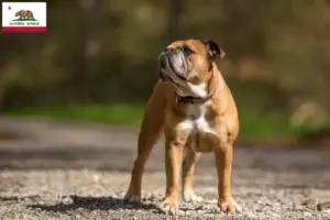 Read more about the article Continental Bulldog breeders and puppies in California