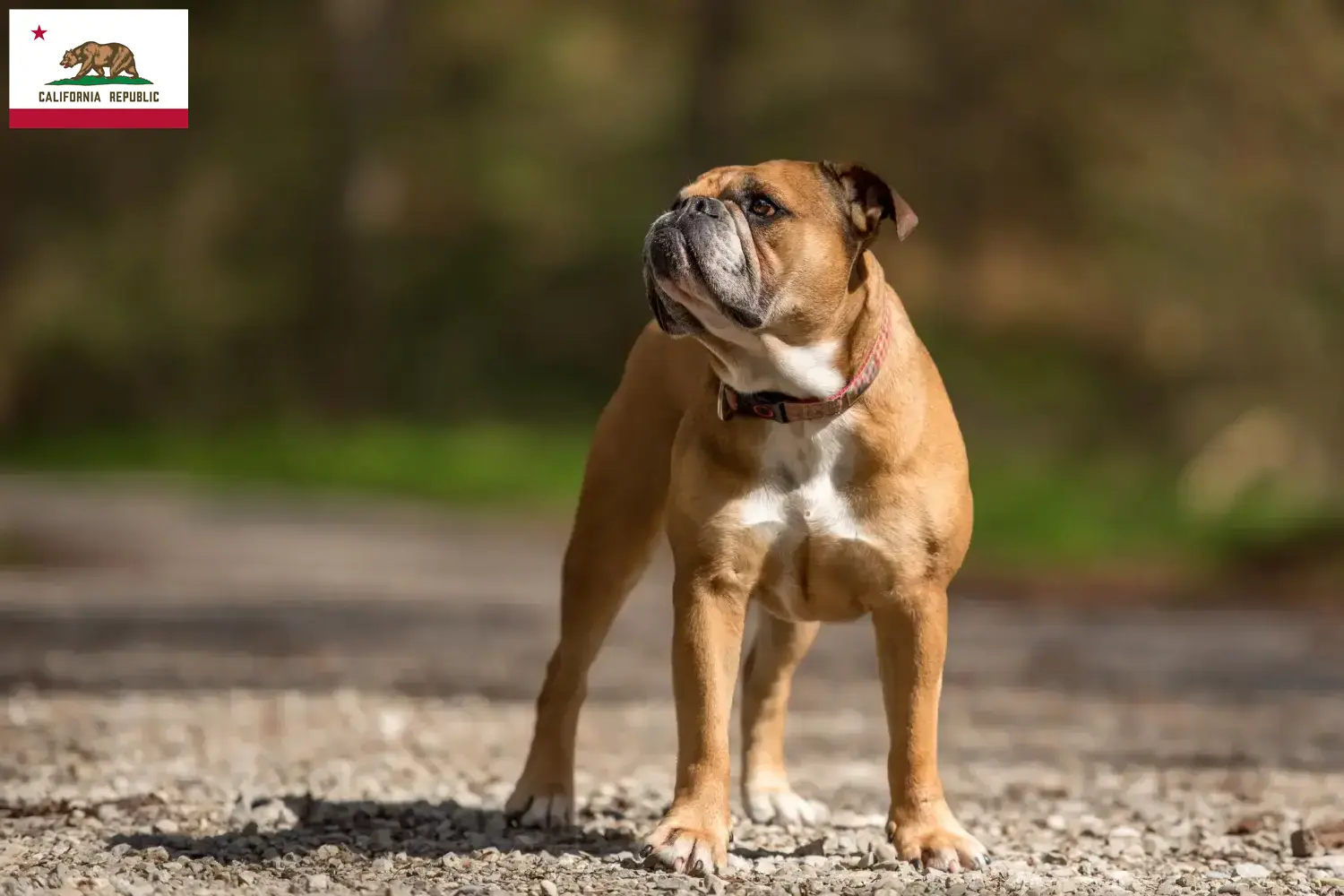 Read more about the article Continental Bulldog breeders and puppies in California