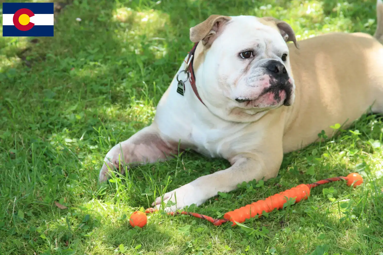 Read more about the article Continental Bulldog breeders and puppies in Colorado