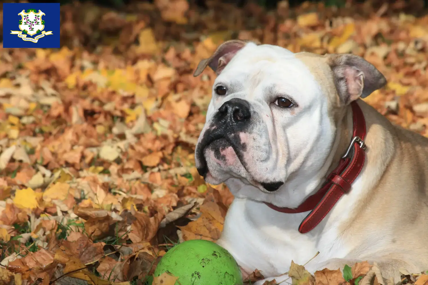 Read more about the article Continental Bulldog breeders and puppies in Connecticut