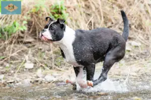 Read more about the article Continental Bulldog breeders and puppies in Delaware