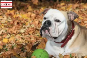 Read more about the article Continental Bulldog breeders and puppies in Drenthe