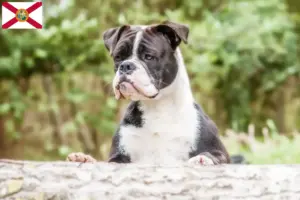 Read more about the article Continental Bulldog breeders and puppies in Florida