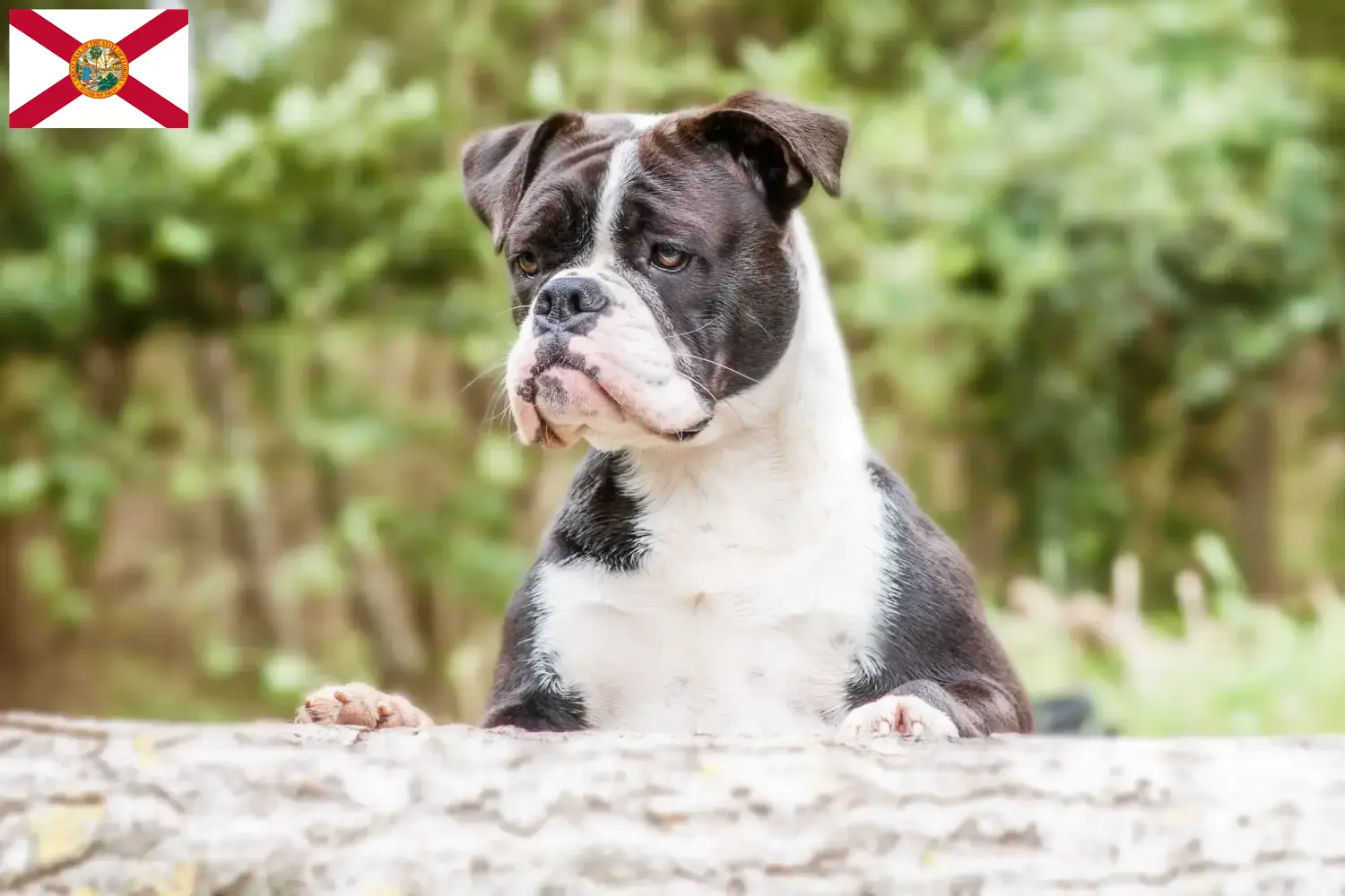 Continental Bulldog puppies and breeders Florida Find Continental Bulldogs breeders in Florida.