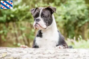 Read more about the article Continental Bulldog breeders and puppies in Friesland