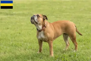 Read more about the article Continental Bulldog breeders and puppies in Gelderland
