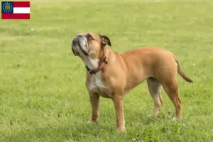 Read more about the article Continental Bulldog breeders and puppies in Georgia
