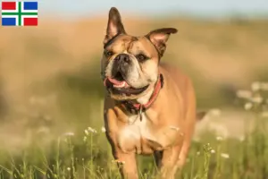 Read more about the article Continental Bulldog breeders and puppies in Groningen