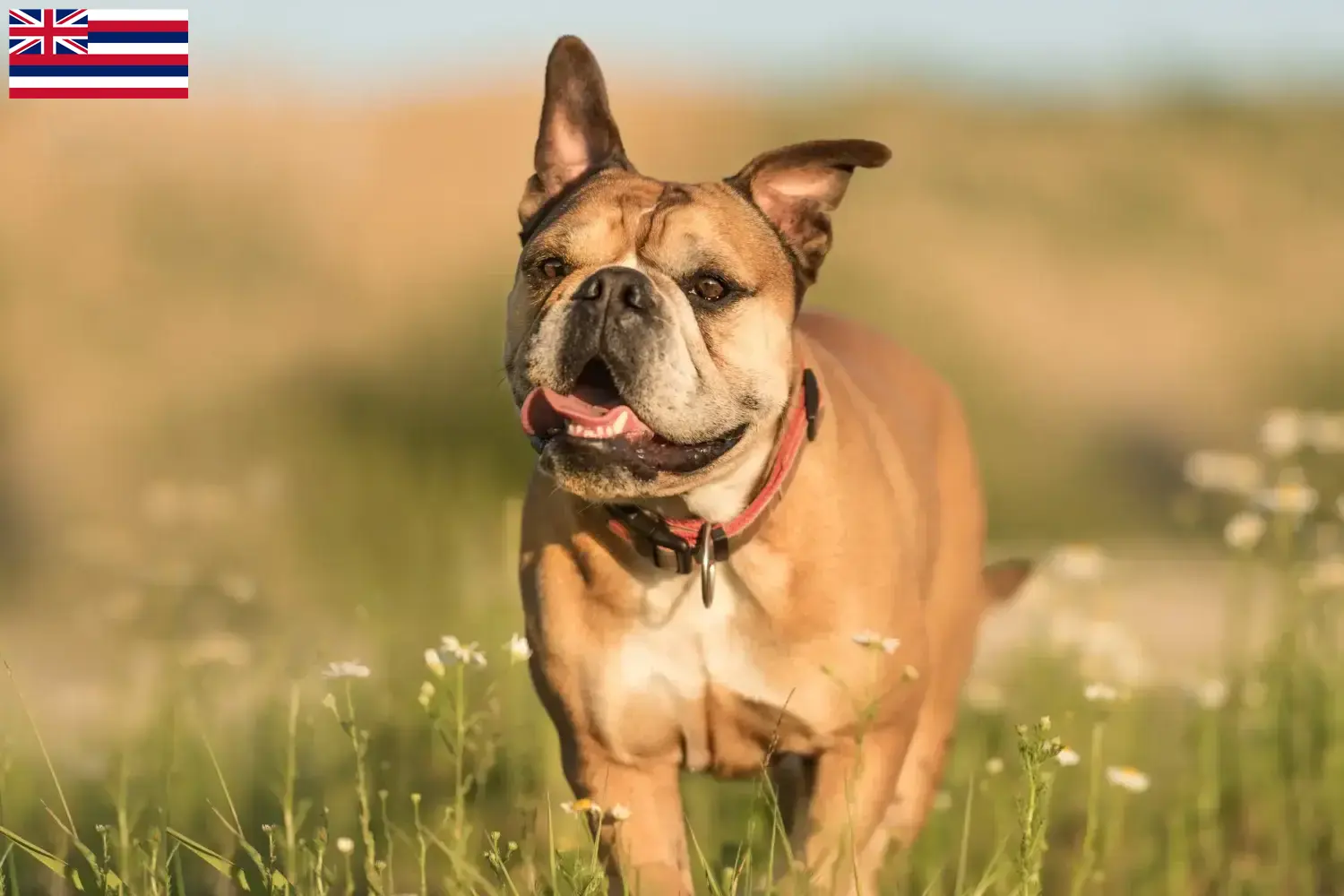 Continental Bulldog puppies and breeders Hawaii Find Continental Bulldogs breeders in Hawaii.