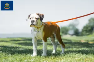 Read more about the article Continental Bulldog breeders and puppies in Idaho