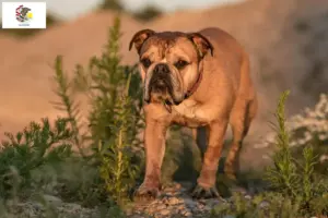Read more about the article Continental Bulldog breeders and puppies in Illinois