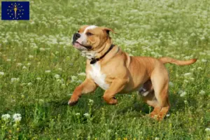 Read more about the article Continental Bulldog breeders and puppies in Indiana