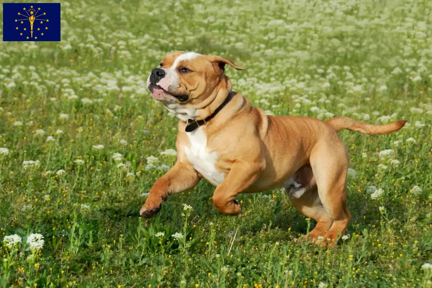 Continental Bulldog puppies and breeders Indiana Find Continental Bulldogs breeders in Indiana.