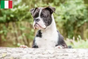 Read more about the article Continental Bulldog breeders and puppies in Italy