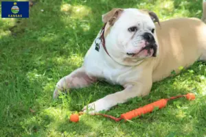 Read more about the article Continental Bulldog breeders and puppies in Kansas