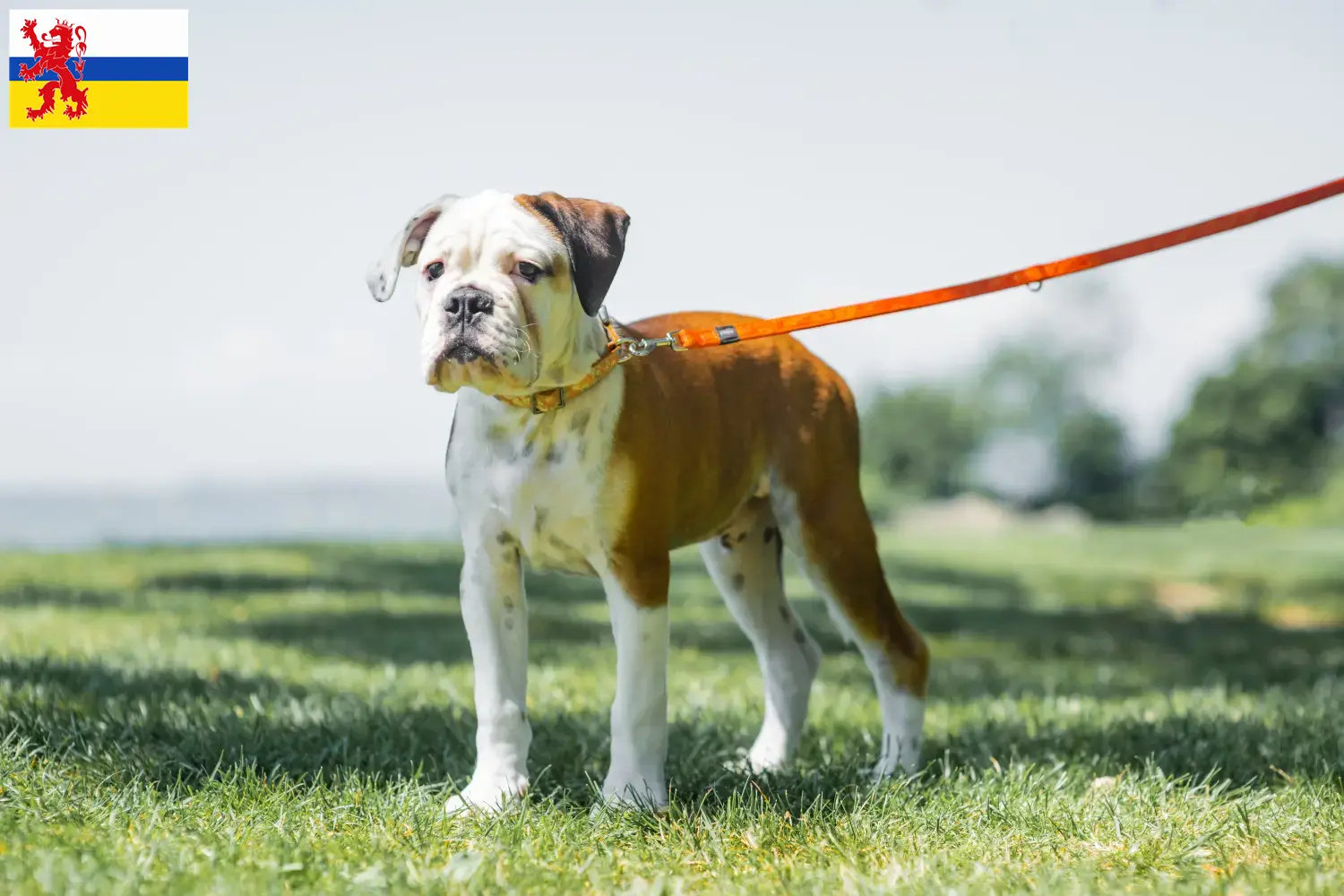 Continental Bulldog puppies and breeders Limburg Here you can find Continental Bulldogs breeders in Limburg.