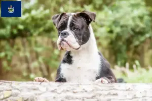Read more about the article Continental Bulldog breeders and puppies in Maine