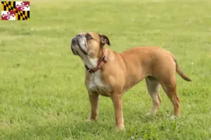 Read more about the article Continental Bulldog breeders and puppies in Maryland