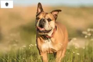Read more about the article Continental Bulldog Breeders and Puppies in Massachusetts