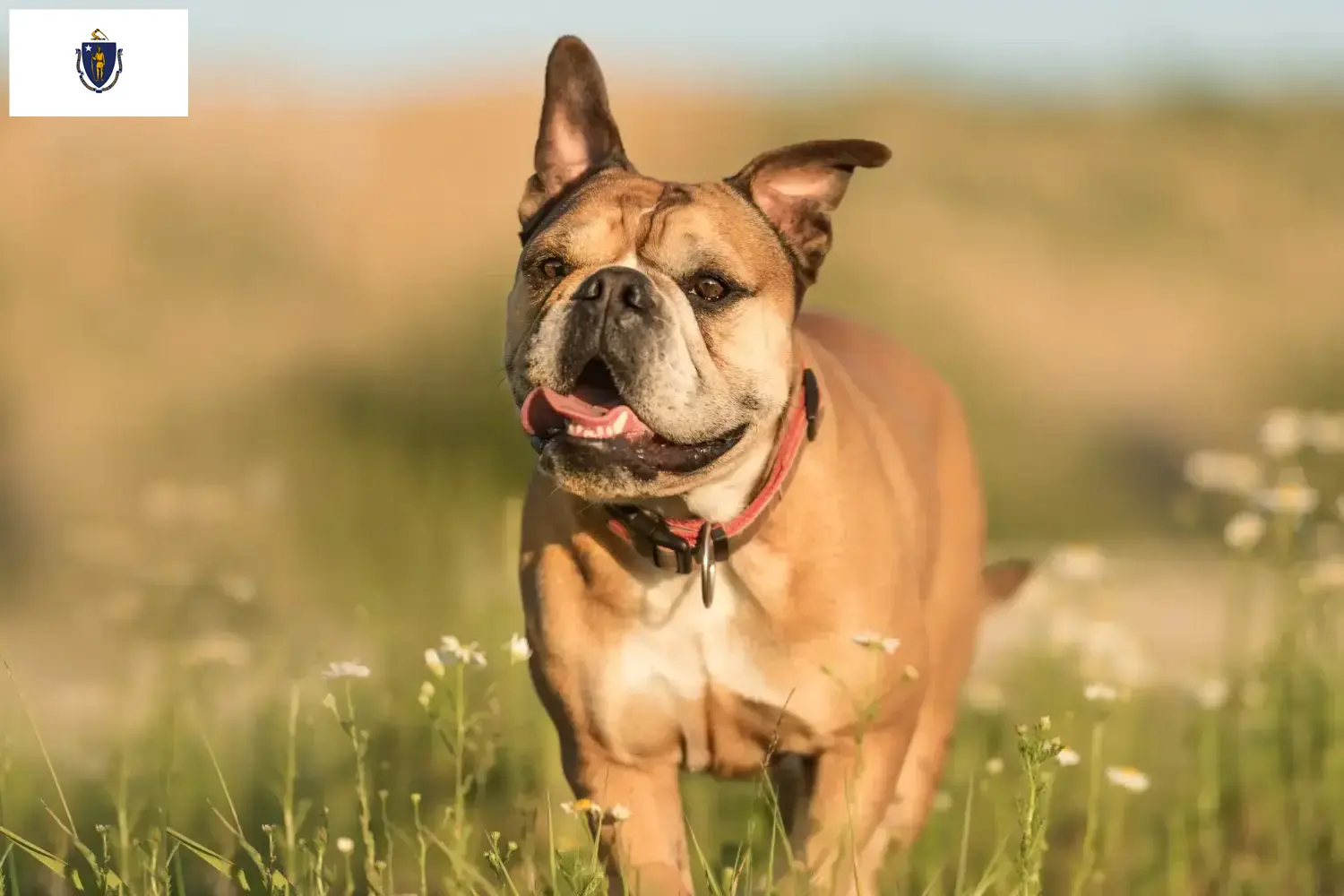 Continental Bulldog puppies and breeders Massachusetts Find Continental Bulldogs breeders in Massachusetts.