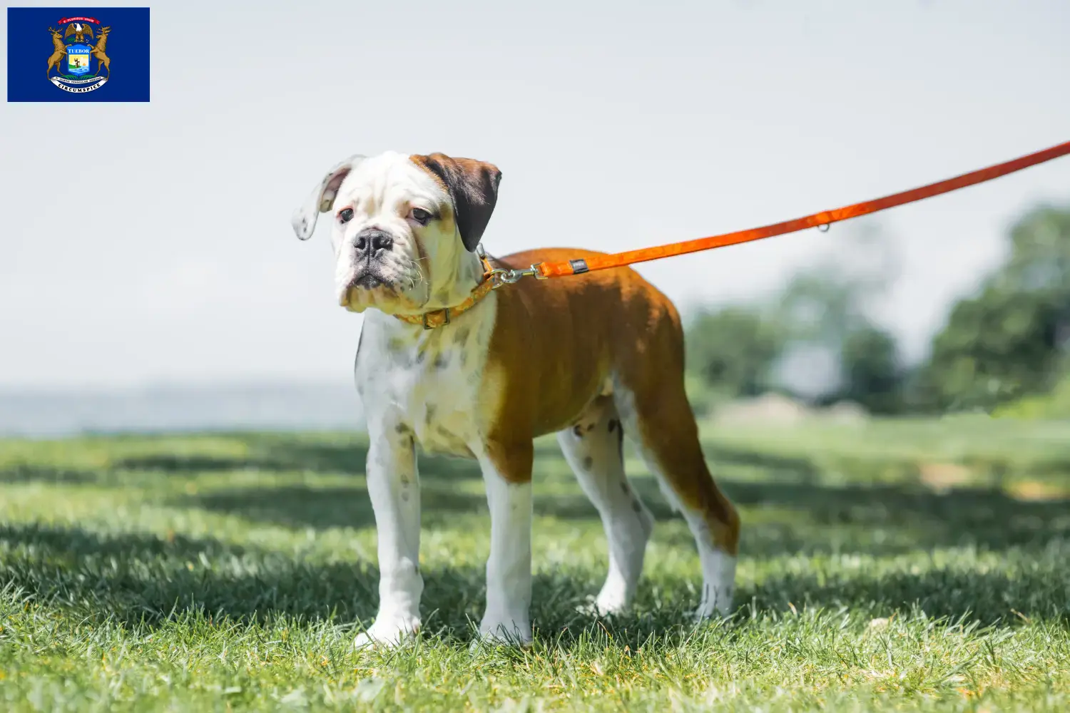 Continental Bulldog puppies and breeders Michigan Find Continental Bulldogs breeders in Michigan.
