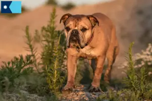Read more about the article Continental Bulldog breeders and puppies in Minnesota