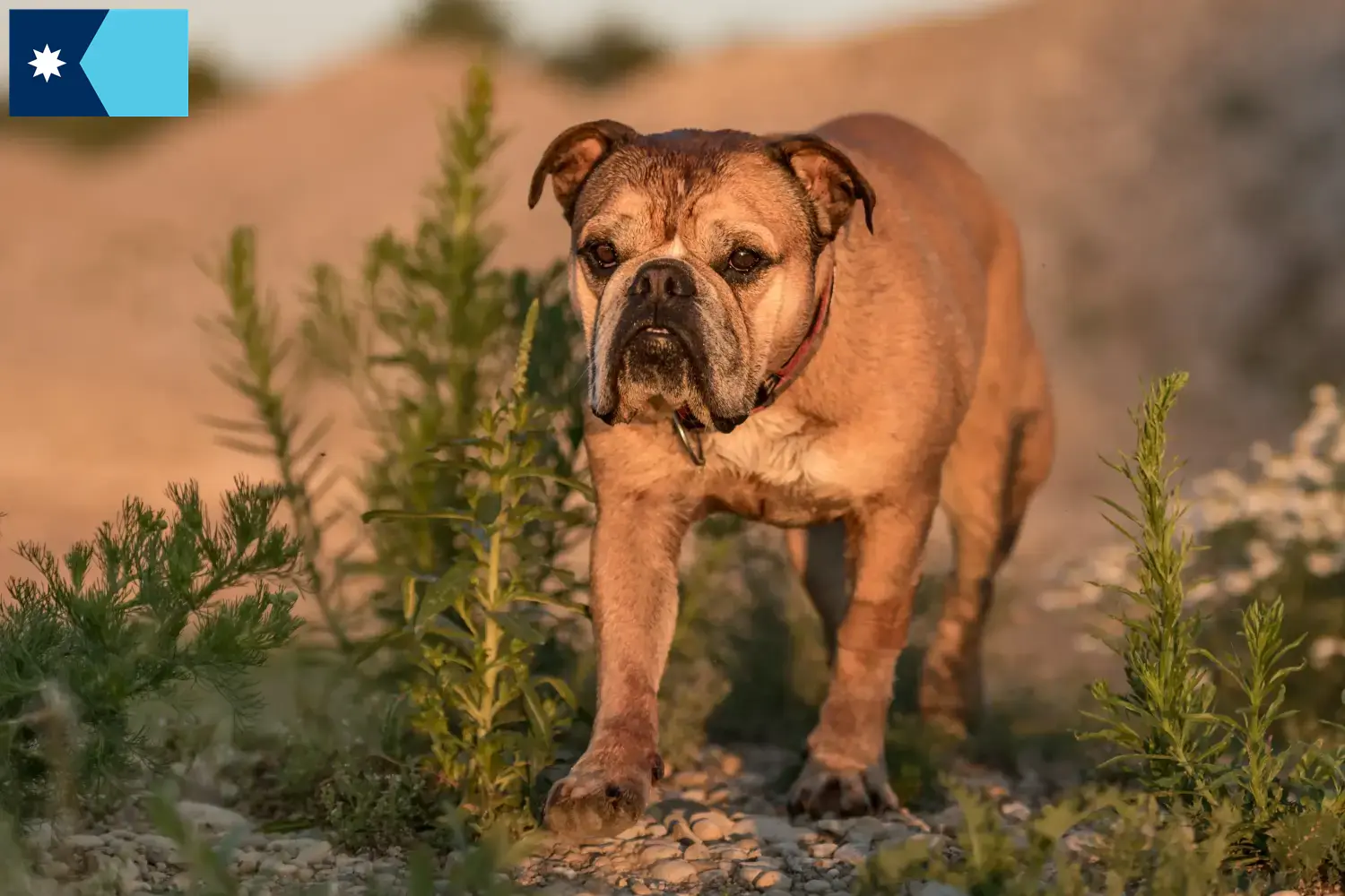 Continental Bulldog puppies and breeders Minnesota Find Continental Bulldogs breeders in Minnesota.