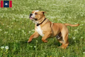 Read more about the article Continental Bulldog breeders and puppies in Mississippi