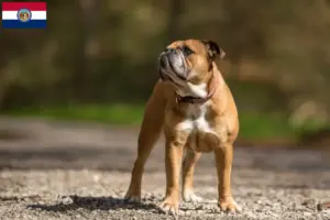 Read more about the article Continental Bulldog breeders and puppies in Missouri