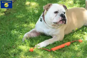 Read more about the article Continental Bulldog breeders and puppies in Montana