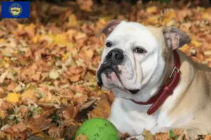 Read more about the article Continental Bulldog breeders and puppies in Nebraska