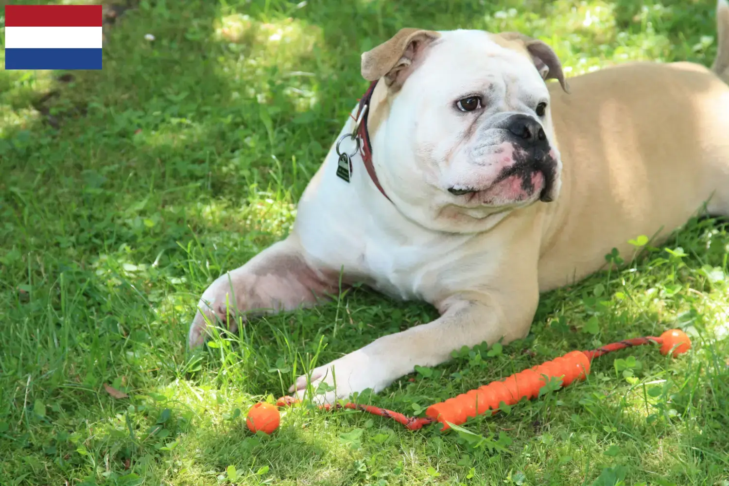 Continental Bulldog puppies and breeders Netherlands Find Continental Bulldogs breeders in the Netherlands.
